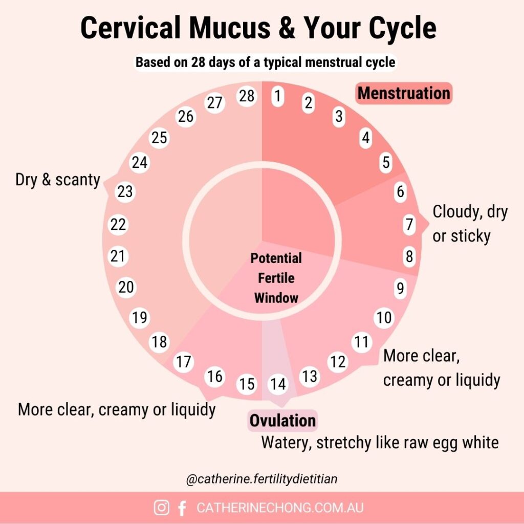 ovulation cycle cervical mucus