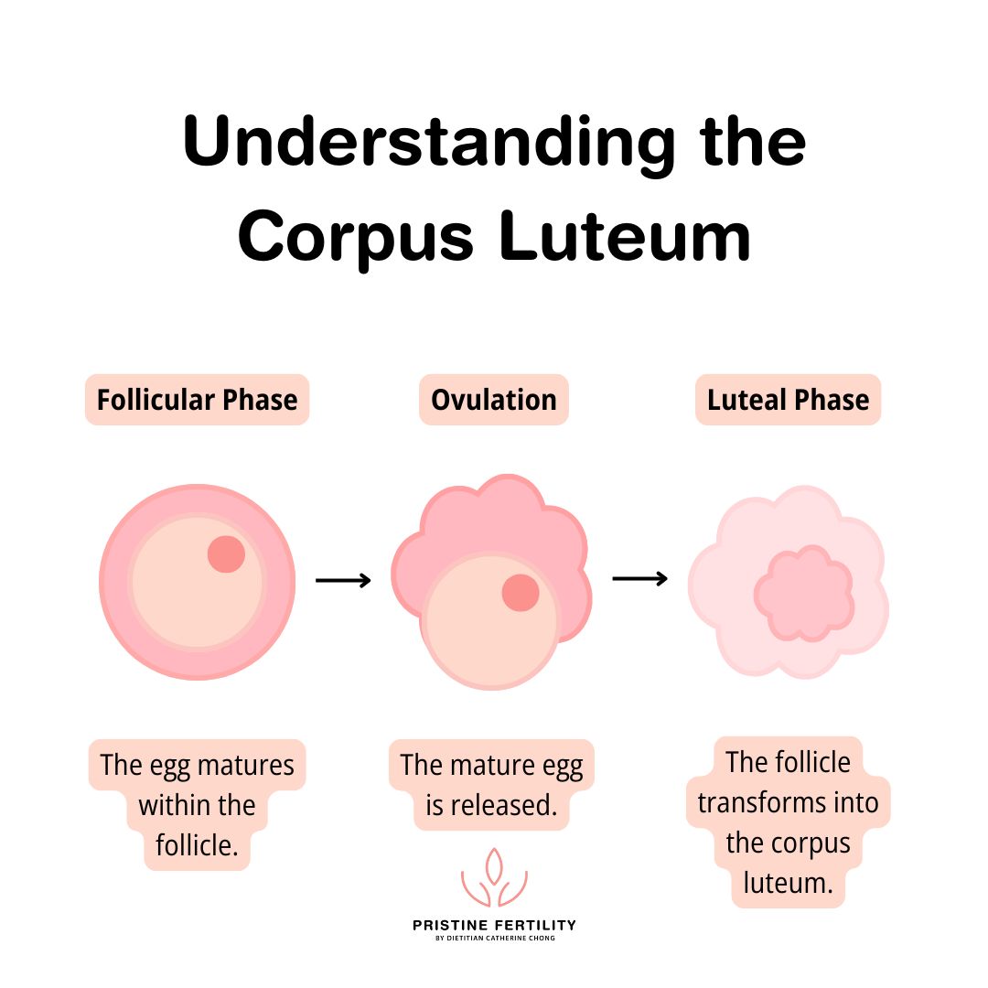 Understanding the Corpus Luteum