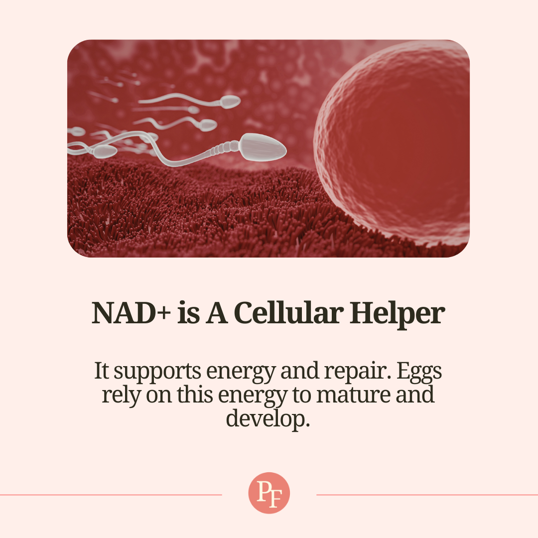 NAD+ for IVF? What the research really says - NAD+ is A Cellular Helper